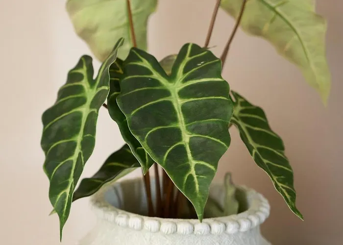 דירה Skye Urban Oasis טריפוליס